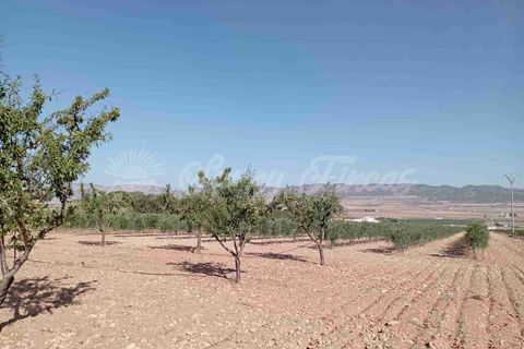 Helårsgrund i Yecla, Murcia, Yecla - € 300.000 | Ref: SF0504 - foto 13
